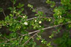 Lonicera obovata